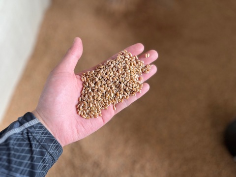 キタノカオリ 900g　オーガニック（有機）玄小麦 2025年産　※小麦粉じゃないよ