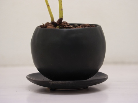 ミニ盆栽【紅葉🍁ヤマモミジ × 黒丸小陶器】高さ38cm×横9cm