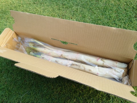 群馬県産　採れたてウド　４本　500〜550g