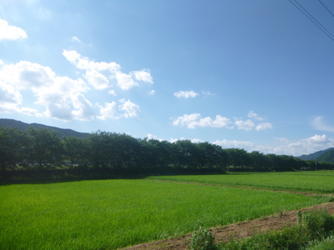自然栽培のお米『亀の尾』白米10ｋｇ