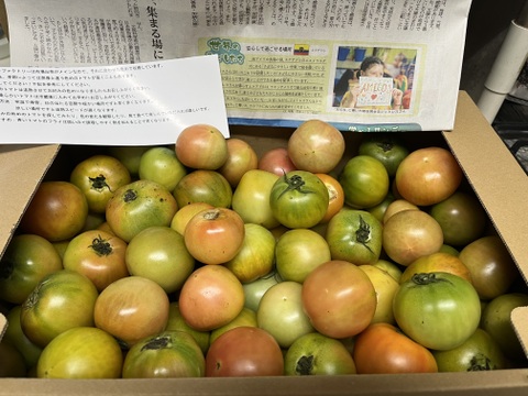これで最終！超お買い得！大玉トマト（小ぶり）6K。