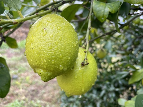 【自然栽培レモン】5㎏-農薬不使用/無肥料/無除草剤