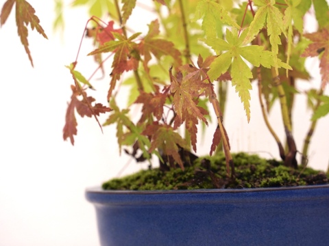 盆栽【紅葉🍁ヤマモミジ】高さ43am×横25cm