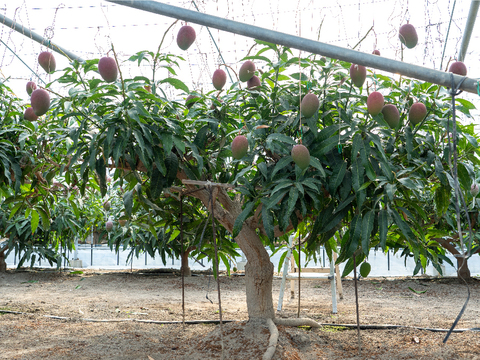 ★数量限定のお試しセール★【食べチョク限定：家庭用】樹齢25年以上の木からなる糖度約17～18度の完熟マンゴー（2玉：0.8kg～1kg）