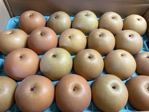 秋の贈り物🌕　千葉県産【あきづき】5㎏　お手頃サイズ『14～20玉入』市川のなし・秀品