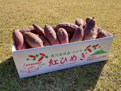 熟成60日 鹿児島県産　紅はるか さつま芋 約6kg 食べごろです