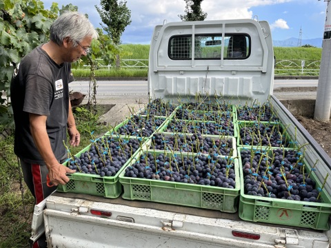 【ご自宅用】ほほえみピオーネ1.2kg箱