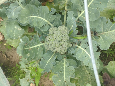 季節限定セット商品【お買い得♪旬の野菜お試しセット】＋【赤紫蘇10本】の組み合わせのお届け☆ゆうパック🏣80サイズにたっぷりお入れいたします☆