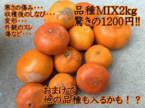 【３箱まとめ買い】めちゃ甘っ！でも見た目かなり難あり！味はピカイチ！ご家庭用！品種ミックス！生産者と消費者をマッチング！ダブル応援みかん　訳あり　サイズ混合　約2kg3箱セット【商品番号3001-3】