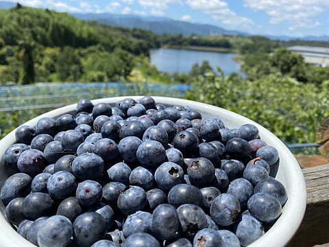 朝摘み　ブルーベリー　ラビットアイ系　６００ｇ（３００ｇｘ2ｐ）《生食・ジャム・スムージーに》　農薬不使用　【橋本ふるさと便】