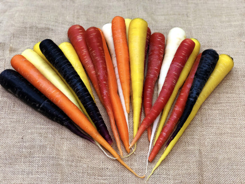 カーリーケール/サラダセット/カラフル人参〈化学肥料農薬不使用〉