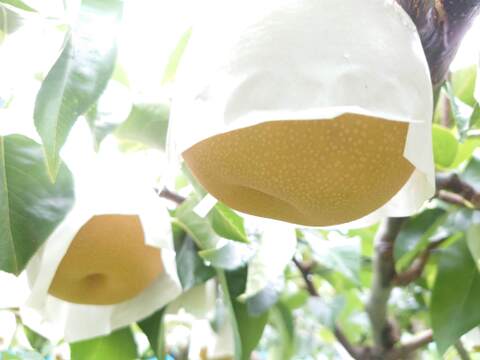 夏と秋の競演！幸水・豊水詰め合わせ約5kg