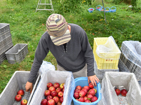 9月下旬発送 りんご 家庭用 紅玉 約3キロ 7-15玉 復興支援 #kougyoku-b-3k