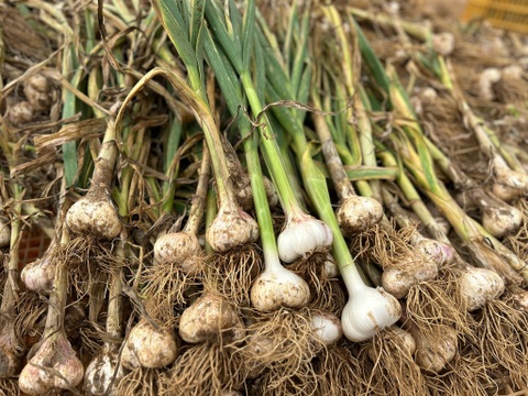 農薬/化学肥料不使用【土付き・生ニンニク】福地ホワイト六片・Mサイズ1kg　‐数量限定特価‐