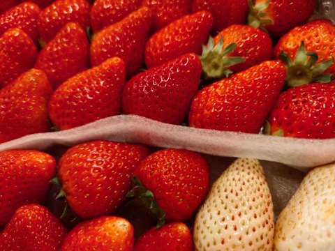 春SALE!!トクトク🍓いちごの宝石箱
朝摘み完熟酵素栽培のこだわりいちご
【いちご食べ比べ】３種食べ比べ！