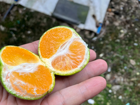【予約早割・100箱限定】薄皮で濃厚！和歌山・下津のゆら早生みかん 5kg【スタンダード】