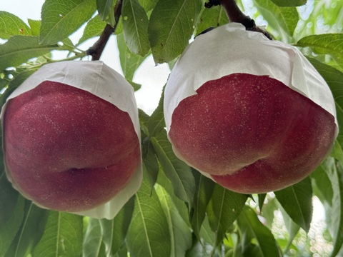 桃【品種おまかせ】硬め&追熟させて柔らかめ食べ比べ　3kg 【常温】