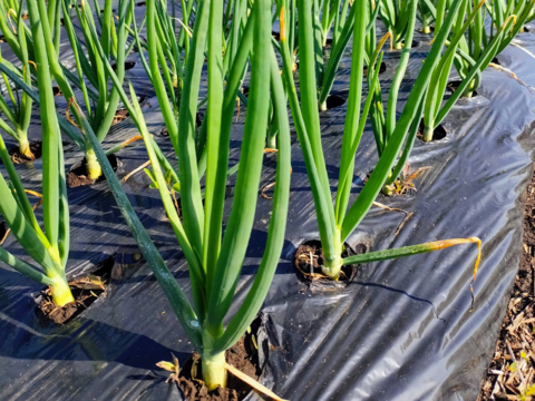 【農薬・化学肥料不使用☆】朝採れ新鮮野菜を信州の高原よりお届け！！旬の野菜セット７種（レギュラー）