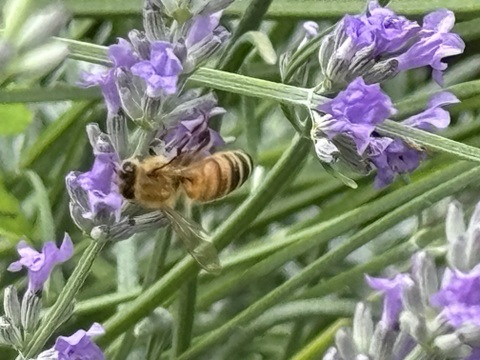 日本蜜蜂の希少な蜂蜜！
たれ蜜で瓶詰めした自然のまま
にほんみつばちのはちみつ　２００g
２０２５年９月採蜜
京都府南丹市産