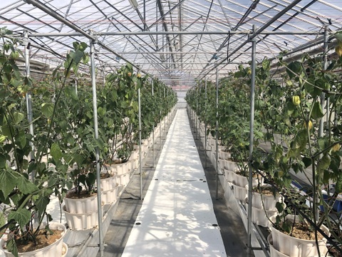 【福袋】新商品✨陽光の輝き　自然派リキュール🍹ゴールデンベリーリキュール「AUREA TROPICA」🍊セミドライゴールデンベリーセット