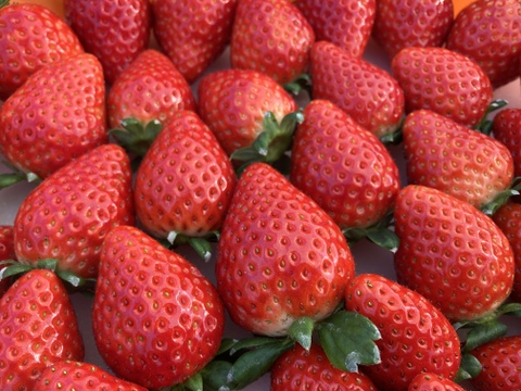 【規格外】たっぷり約2kg⭐︎おまかせ3品種