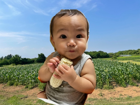 白い！でかい！甘い！とうもろこし