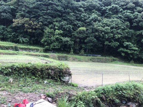 5年産天日干しヒノヒカリ　天草の山間地清流米(白米5キロ)