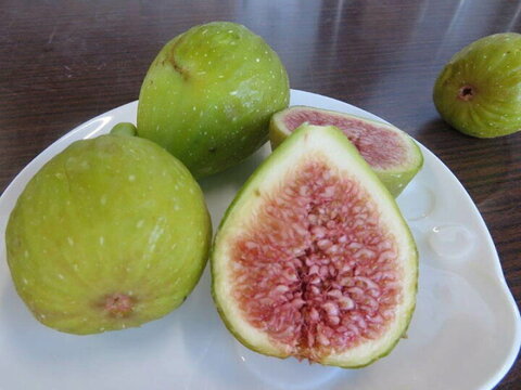 樹上完熟いちじく　バナーネ　贈答用12個入　限定20セット【栽培期間中農薬.化学肥料不使用】