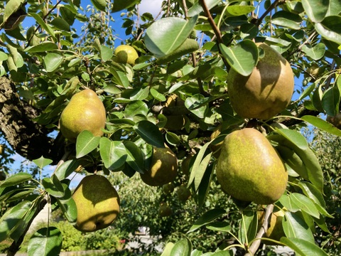 🍐濃厚ジューシー！山形県産ラフランス【約2kg・7玉入り(2Lサイズ)】