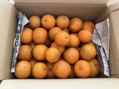 奄美大島産】島たんかん🍊農薬不使用栽培○ご家庭用5キロ○芳醇な香り