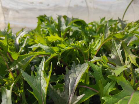 ✨農薬・化成肥料不使用の水菜食べ比べセット（赤紫水菜500g+水菜500g）✨