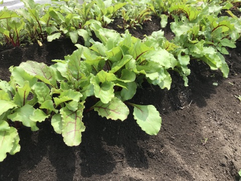 農薬化学肥料・除草剤不使用🌎北海道産🌎【朝どれ】ビーツ2kg(4～8個)