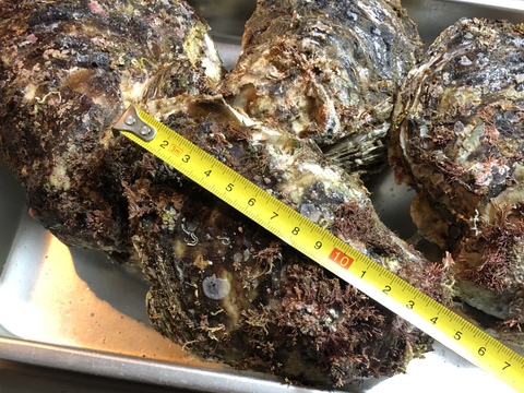 【今が旬!天然】岩牡蠣(いわがき)5枚セット【初回出品分限定!ニナ貝10個おまけ付】