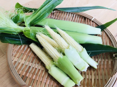 【早期ご予約でお値打ち】村上市産とうもろこし１２本