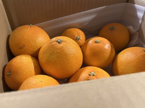 【限定早割】まどんな（ご家庭用・2㎏）※12月発送開始
