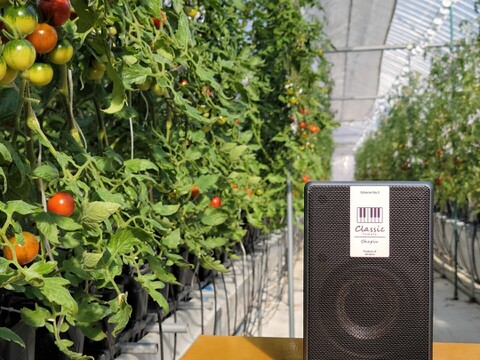 クラシック音楽で育つ 糖度8度以上・酸味の少ない高糖度ミニ