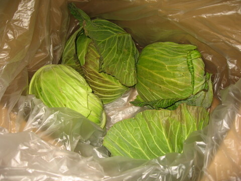 葉がぎっしり！冬キャベツ４個 うまい