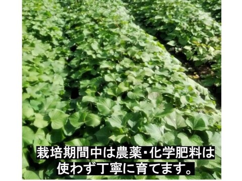 掘りたて　蔓つき紅はるか　飾って楽しみ、甘くなったら焼き芋に　 4.5kg