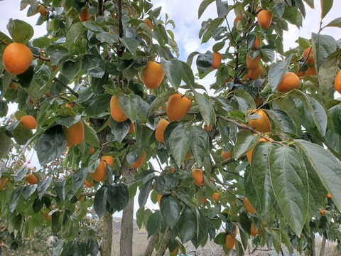 【ゲン担ぎ福袋】『あんぽ柿』約１kg (４パック）　しっとりトロッと冬の贅沢スイーツ（冷凍）