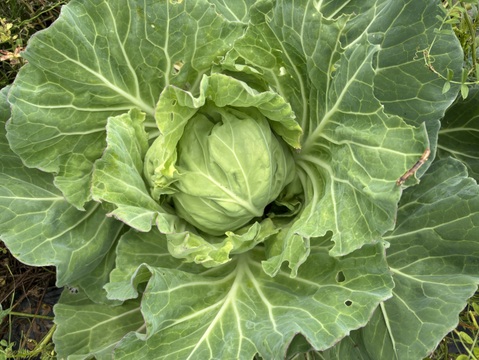 自然栽培 丹沢山麓の固定種・在来種野菜Lセット　80〜100サイズ9〜10品種農薬・化学肥料・動物性肥料は一切不使用 菌ちゃん農法