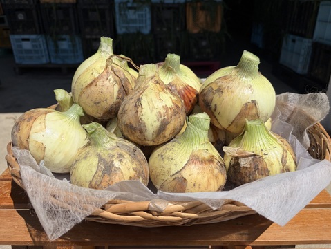 【Big Time Onion】Legendサイズ厳選セット　5kg