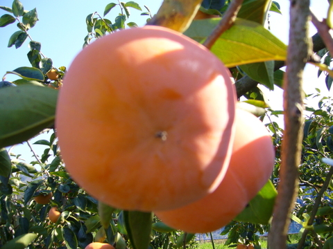 旬の富有柿そのまんま　フローズン柿～まるごと～