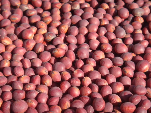【赤大豆　２００g】料理に彩りを添える大豆です