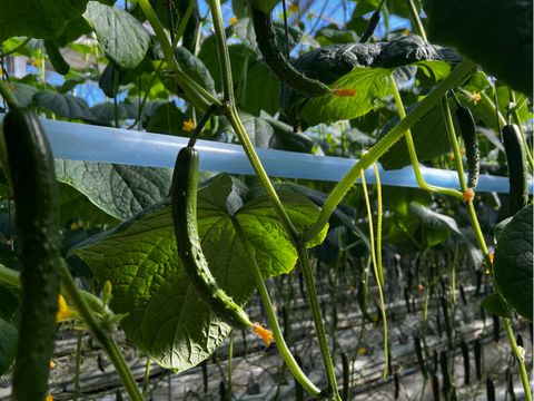 パリっと歯ごたえ！朝採れ岩瀬きゅうり！福島県須賀川市産「太陽きゅうり」３ｋｇ