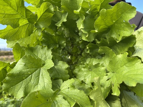 【緻密な肉質】会津赤筋大根 自然栽培 3本〜4本セット