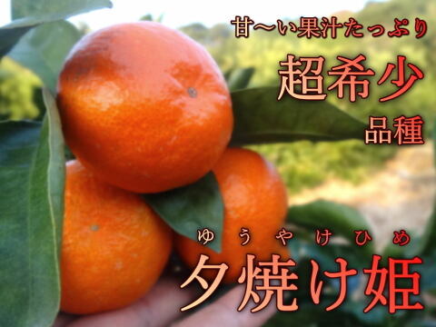 【冬ギフト】甘～い完熟みかんの食べ比べ！レア品種も入った３品種が楽しめる豪華詰め合わせ！厳選プレミアムギフト『極み』　黒の化粧箱（大）　三種詰め合わせ　約２ｋｇ入「熨斗対応可」【商品番号142】