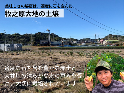 〈メール便〉新しい食感のドライいちじく25ｇ×3パック　砂糖不使用　静岡県牧之原産　国産　セミドライ　自社製栽培・自社製造