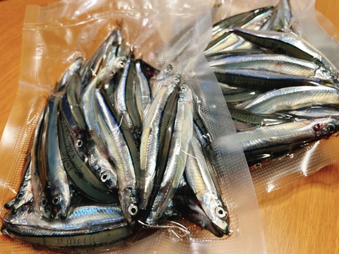 ⭐🔥耀く銀鱗 「きびなご」キャンプにいかが❓🤩🐟🌿』✨「きびなご」200g冷凍パック詰め 1キロ⭐漁師直伝オリジナルレシピ付き🐟🌈❗️