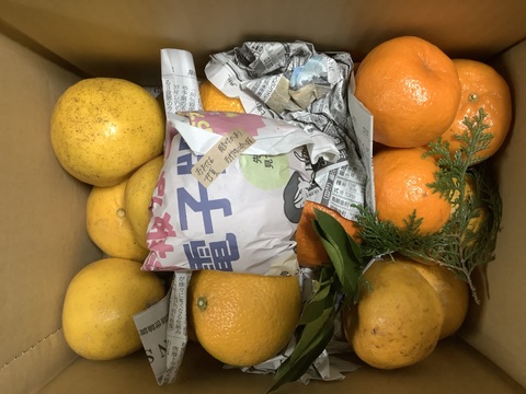 【柑橘食べ比べ】天草の宝石箱！栽培期間中農薬不使用 4種の柑橘セット　箱込み4kg　（河内晩柑、紅河内晩柑、橙、ポンカン）