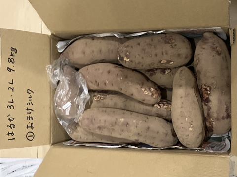 ガッツリ様向け❣️スイーツ作りにピッタリ極甘‼️千葉県香取市産【紅はるか】9.8kg